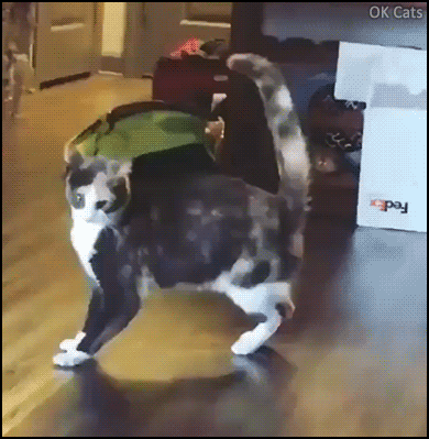 Funny Cat GIF • Weird cat dancing in a weird way like a car with traction control half off, haha!