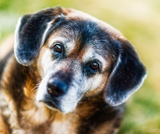 Portrait of an elderly black and tan crossbreed dog with a grey face