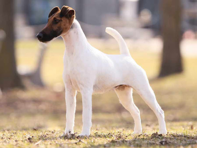 Smooth Fox Terrier