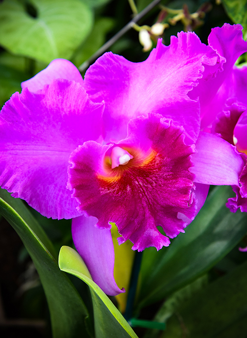 Orchid Daze 2022 | Atlanta Botanical Garden | Photo: Travis Swann Taylor