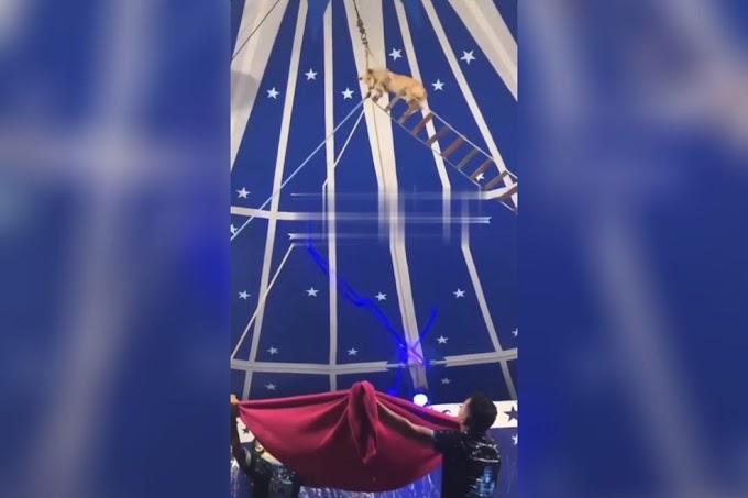 Cachorro sobe em escada de corda e pula do alto em apresentação de circo no Ceará; prática é proibida