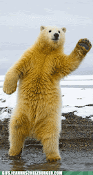 polar bear dance