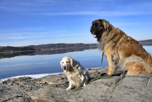 leonberger golden retriever