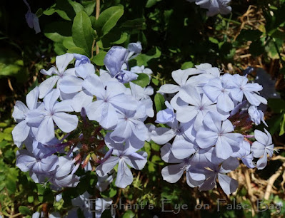 Plumbago