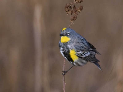 Photo of Yellow-rumped Warbler on weed stock