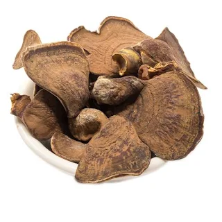 Ganoderma Mushroom Supplier in Fiji