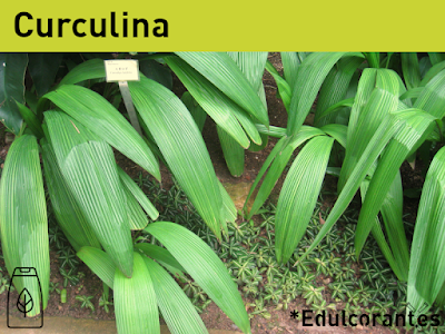Toda la información sobre el edulcorante natural acalórico curculina en *Edulcorant.es
