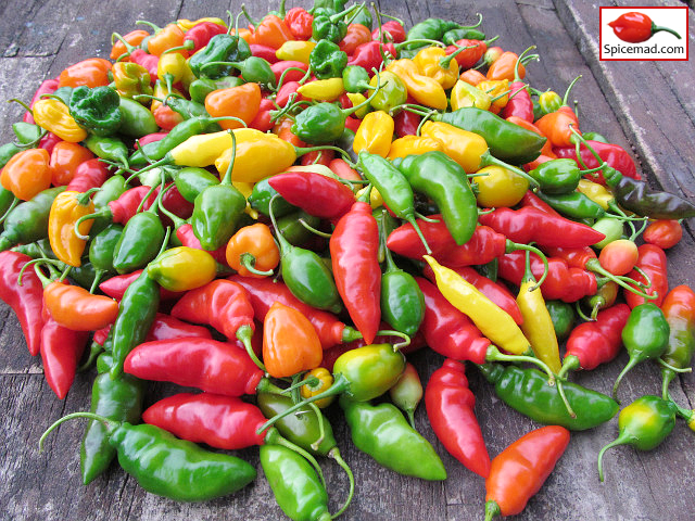 Chilli Harvest - 18th November 2021