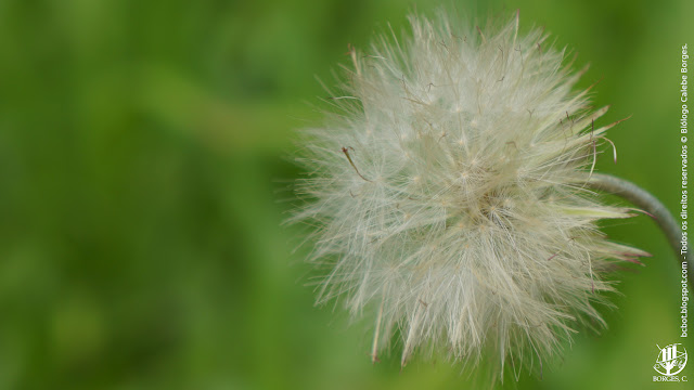 Exemplo de semente alada. Espécie da família Asteraceae, a mesma do dente-de-leão.