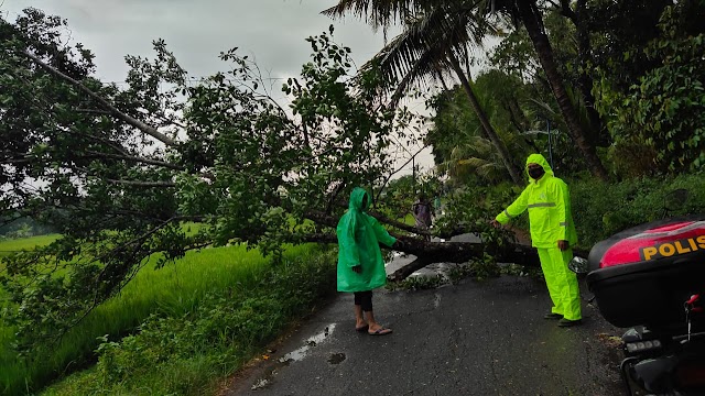 Hujan disertai Angin Sebabkan Pohon Tumbang Menutup Jalan dan Listrik Padam