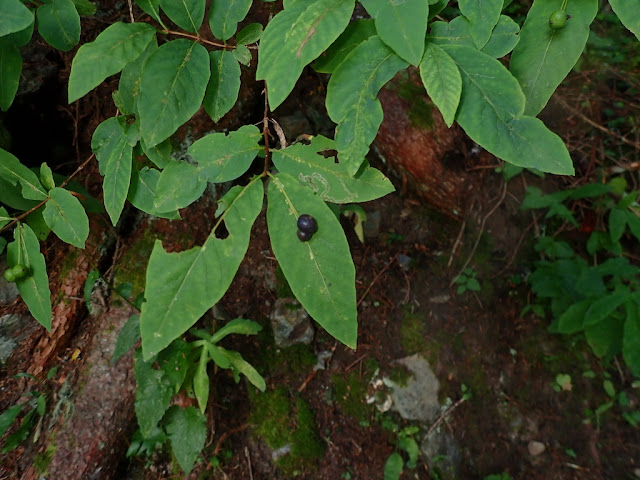 Lonicera nigra