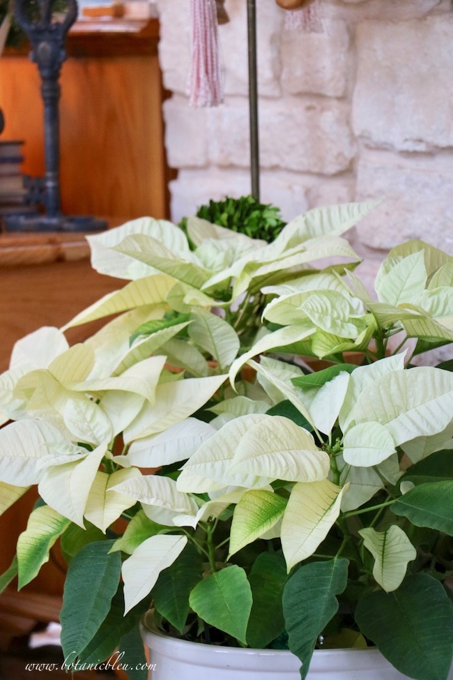 Large white poinsettia plant