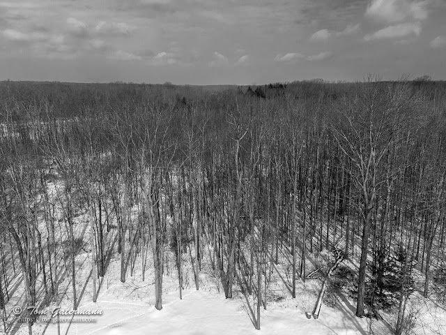 A view from about 100 feet above the ground looking over the top of the forest