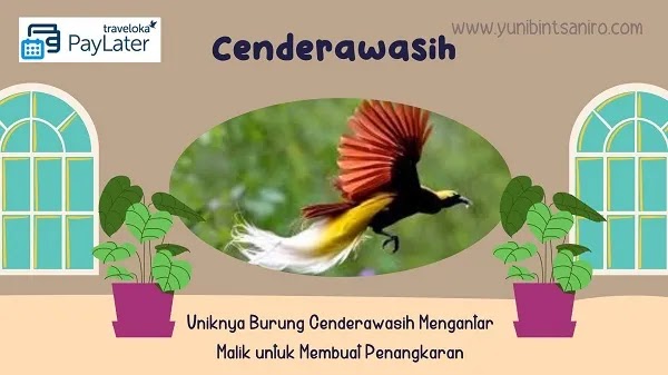 Burung Cenderawasih