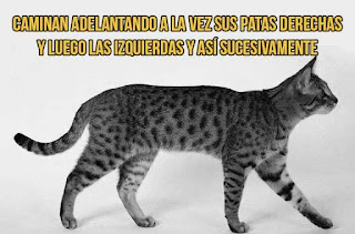 Curiosidades sobre gatos