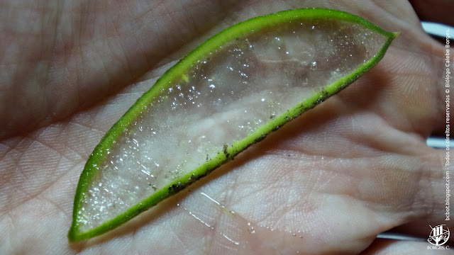 Corte fino para mostrar região transparente da folha de babosa.