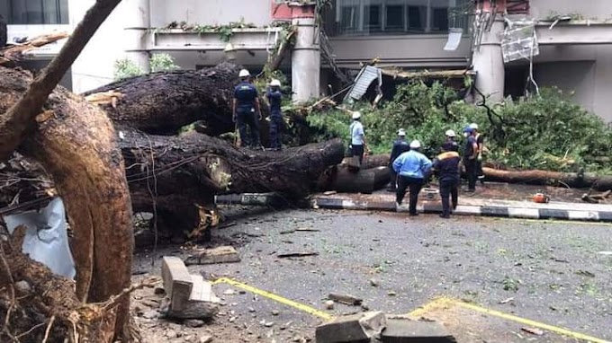 (FOTO) - Tak Habis Dengan Banjir, Pokok Pula Tumbang Di Bukit Bintang 