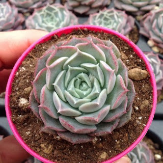 Echeveria hyalina