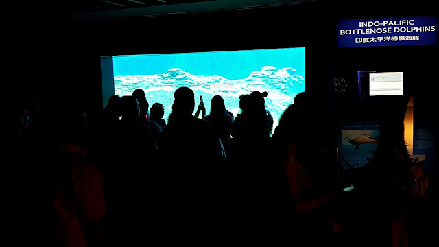 crowds watching the Dolphins at S.E.A. Aquarium of Resorts World Sentosa, Singapore