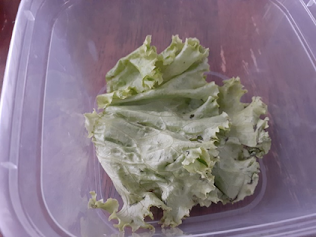 Lettuce for lunch