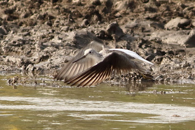 Common Greenshank