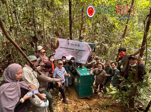 BBKSDA Sumut Mengembalikan Enam Orangutan Sumatera dan Beberapa Satwa Dilindungi Kembali ke Habitat Alami