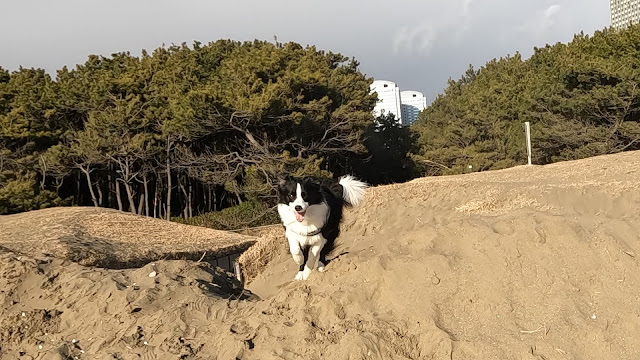 保護犬 ボーダーコリー トーマ