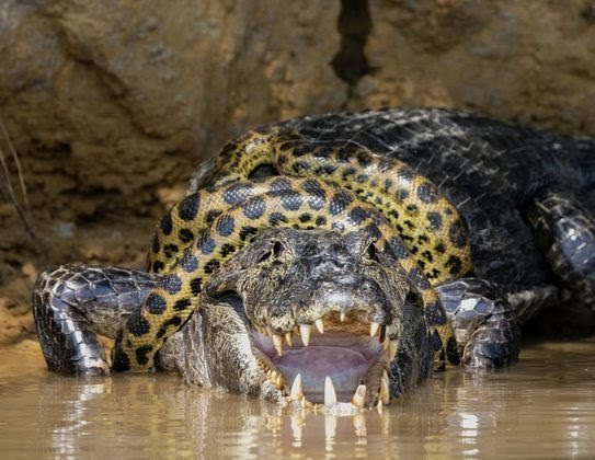 Sucuri e jacaré são flagrados em luta dramática pela sobrevivência