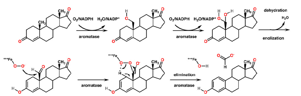 Mechanism of Aromatase Inhibitors