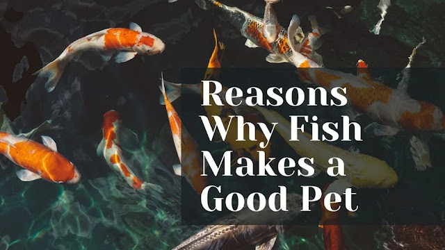 Reasons why fish makes a good pet
