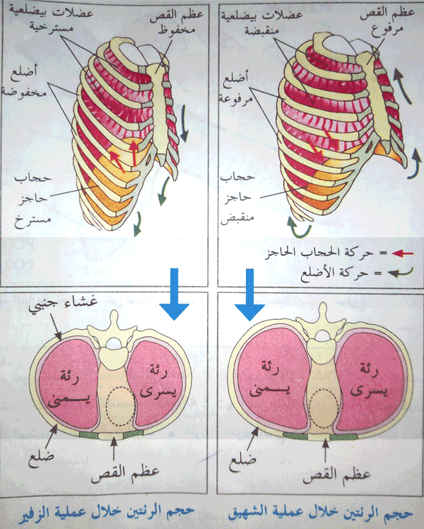 الية التهوية الرئوية