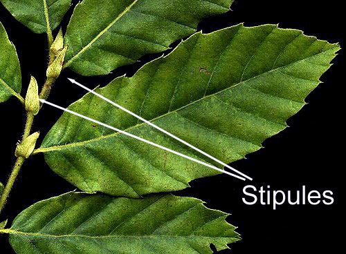 stipule: botany meaning with image example