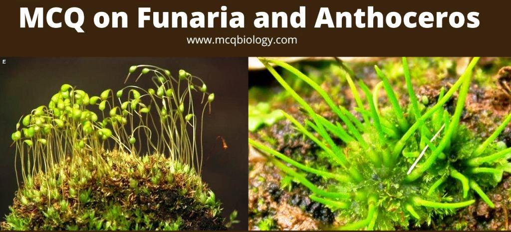 MCQ on Funaria and Anthoceros Bryophytes MCQ