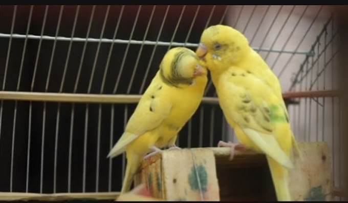 Kissing Birds ।। Kissing Love Yellow Birds ।। 