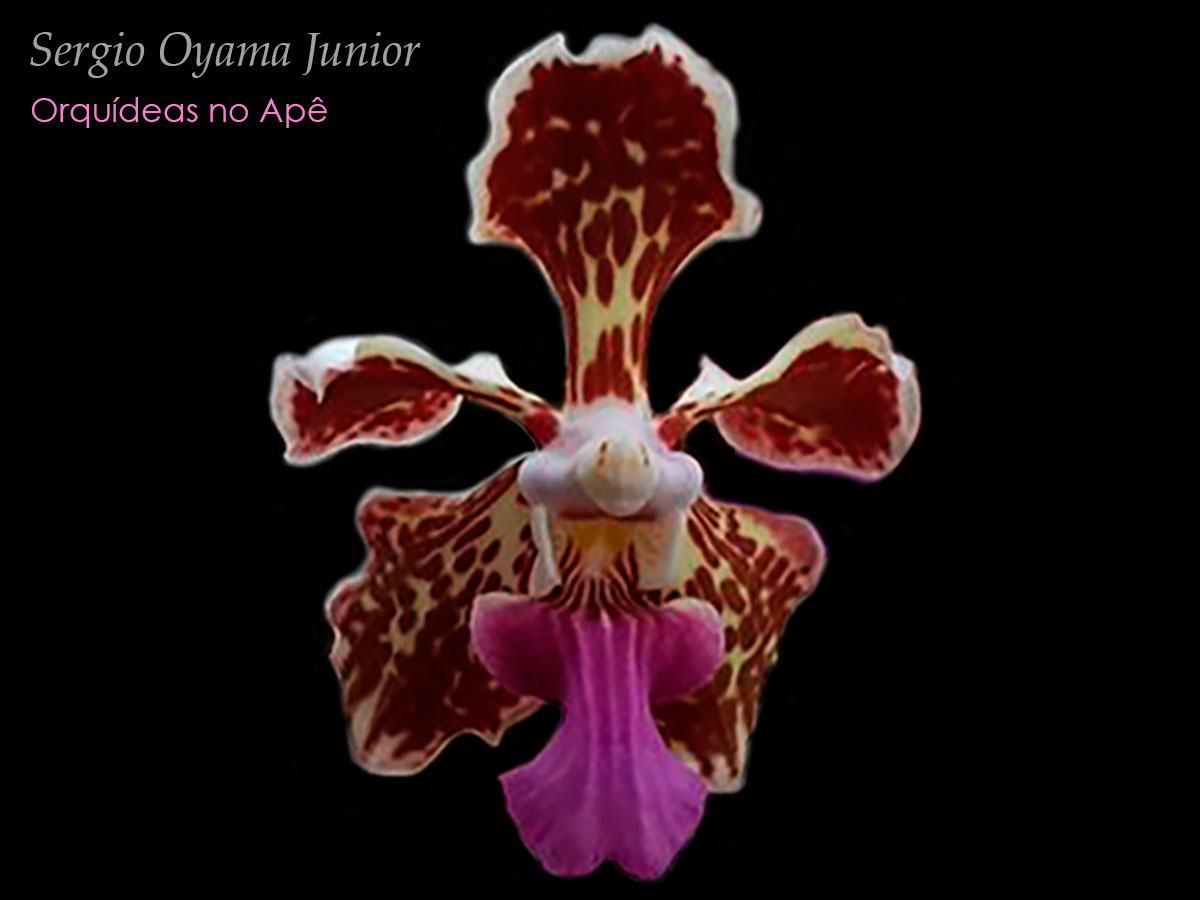 Orquídea Vanda tricolor