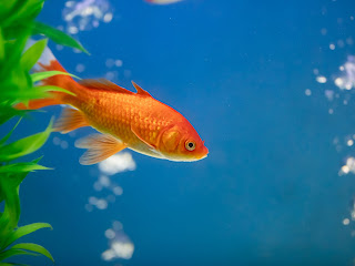 Goldfish Fun Fact
