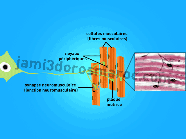 la synapse neuromusculaire