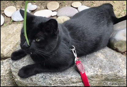 Funny Cat GIF • Monk the black vampurr vs. grass. Epic fight amazing huge white teeth on black fur [ok-cats.com]