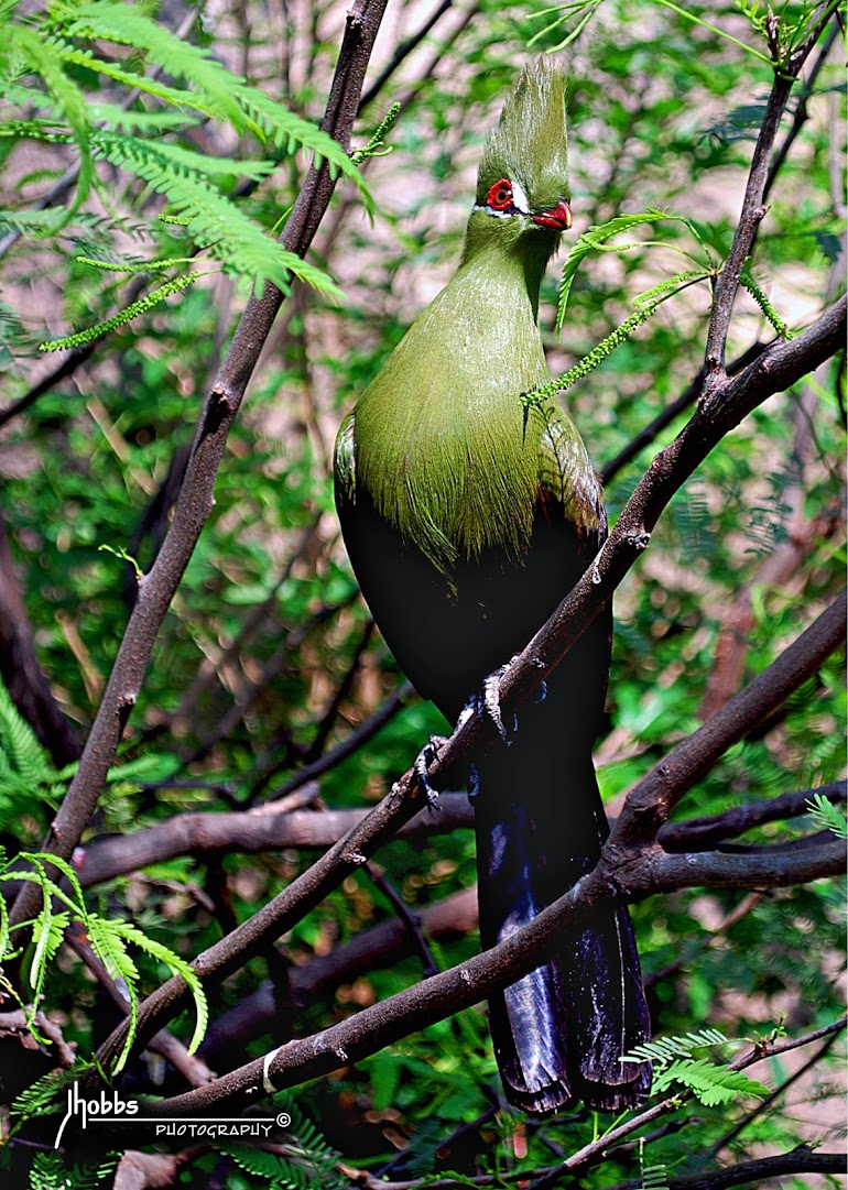 Guinea Turaco