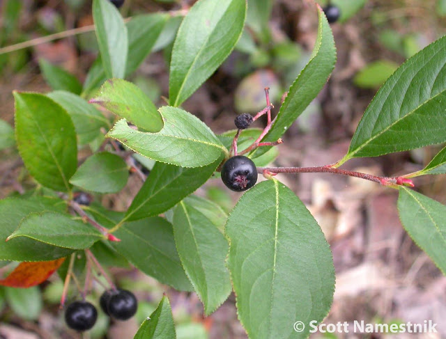 Aronia melanocarpa