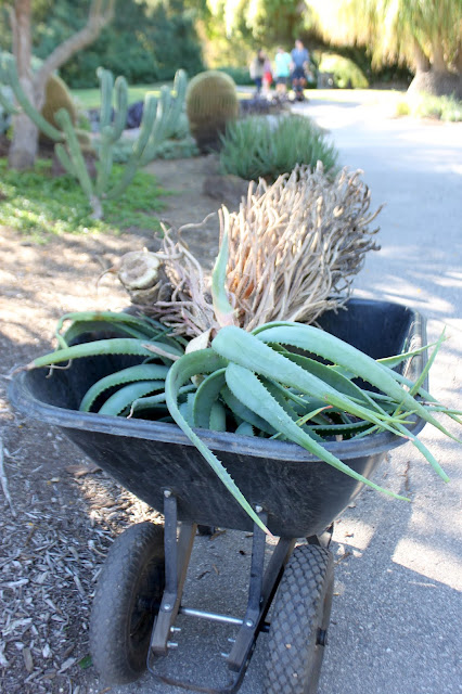 Wheelbarrow of Aloe principis cuttings