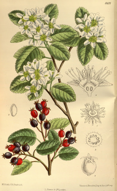 Ирга ольхолистная (Amelanchier alnifolia)