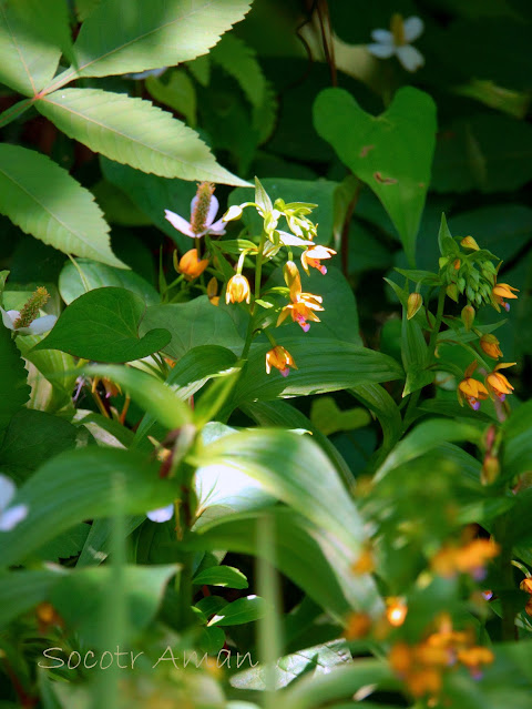 Epipactis thunbergii