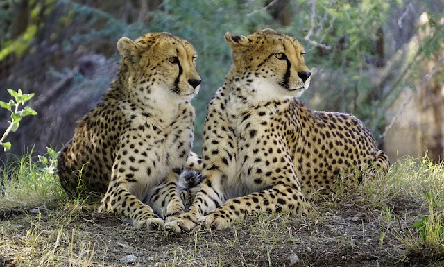 Wer sind meine Eltern? - Bilderrätsel Tiere