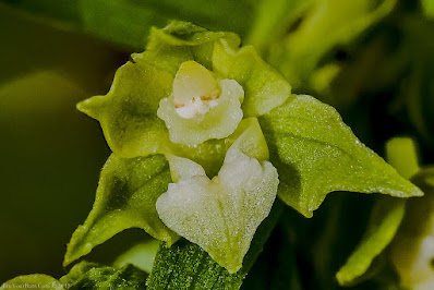 Epipactis phyllanthes - Green-flowered helleborine care