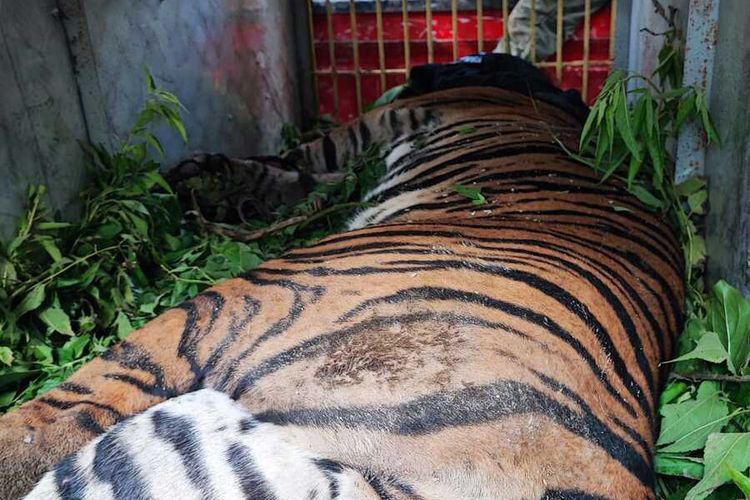 Harimau Sumatra yang terjerat jeratan babi hutan di Marihat Tonga, Simalungun