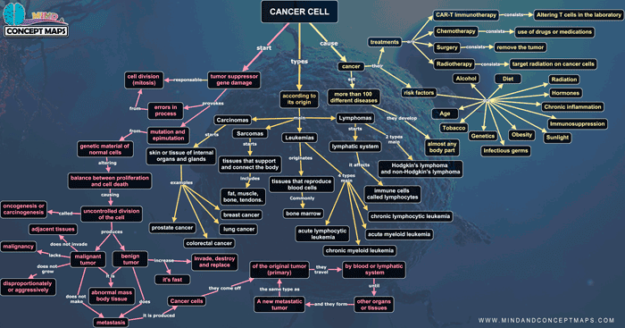 Conceptual map of the cancer cell