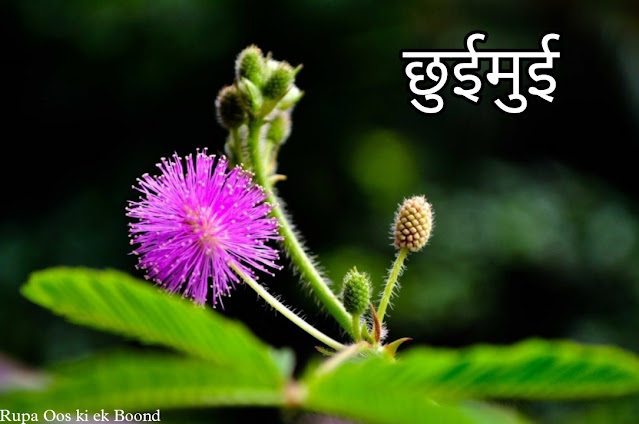 लाजवंती (छुई मुई)/ Shameplant