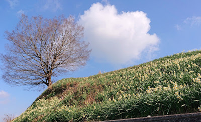 スイセンの丘(千早赤阪村)２０２１～２０２２年