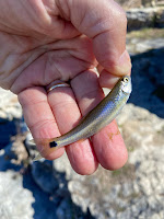 Jim Gray, The BIG Year TFFF, Fly Fishing Texas, Texas Fly Fishing, Texas Freshwater Fly Fishing, Fly Fishing for Spottail Shiner, Spottail Shiner, Minnow